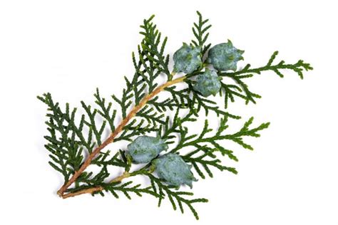 It has proved invaluable in the treatment of addiction to alcohol, tobacco, recreational drugs (especially cannabis) and even the excess consumption of tea, coffee, sweets and salt. . Thuja materia medica